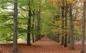 Dwars door de bossen
